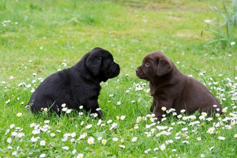 Two Labrador Retriever Puppies