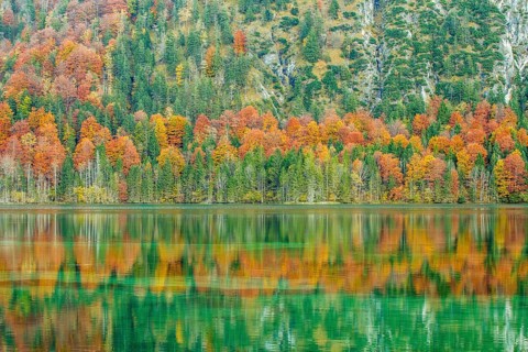 Autumn forest with its reflection in Almsee lake