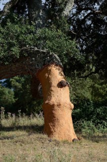 Freshly peeled Cork Oak (Quercus suber)