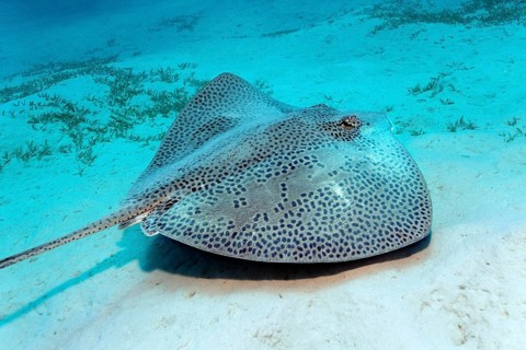 Reticulate whipray (Himantura uarnak)