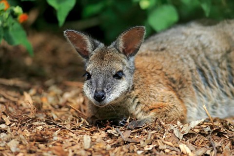 Tammar Wallaby