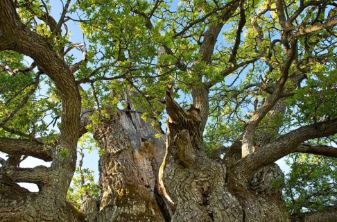 Rumskulla or Kvill Oak