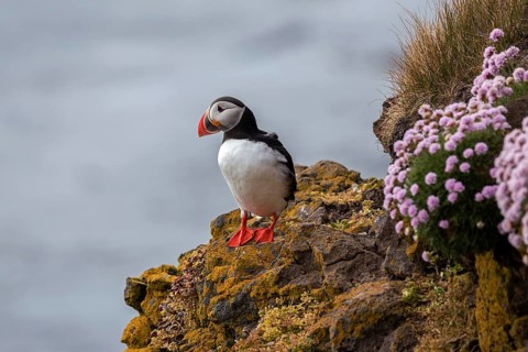 Puffin (Fratercula arctica)