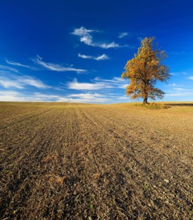 Ploughed and harrowed field with SolitarOak (Quercus) in autumn