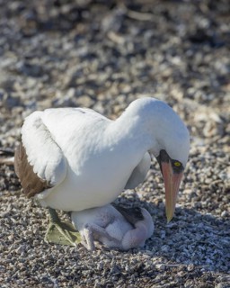 Nazca Booby (Sula granti) on a nest with a chick