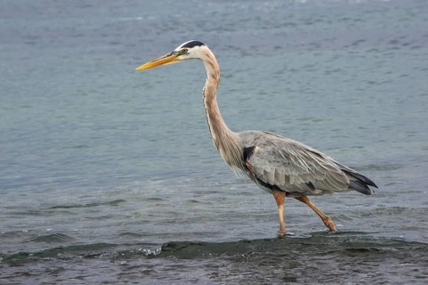 Great blue Heron (Ardea herodias)