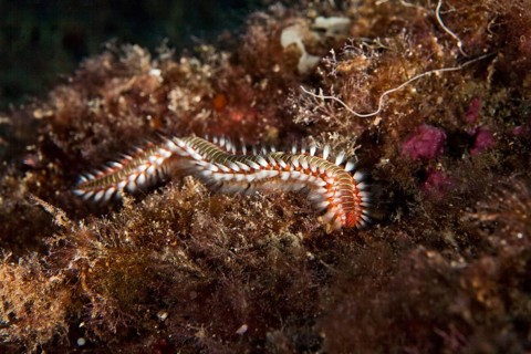 Bearded Fireworm (Hermodice carunculata)