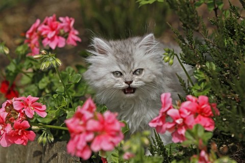 Young Persian cat in pink flowers