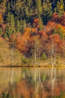 Autumn forest with its reflection in Almsee lake