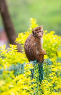 Toque Monkey or Toque Macaque (Macaca sinica) perched on a fence