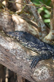 Water Monitor (Varanus salvator)