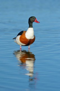 Shelduck (Tadorna Tadorna)