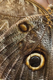 Yellow-edged Giant Owl (Caligo atreus)