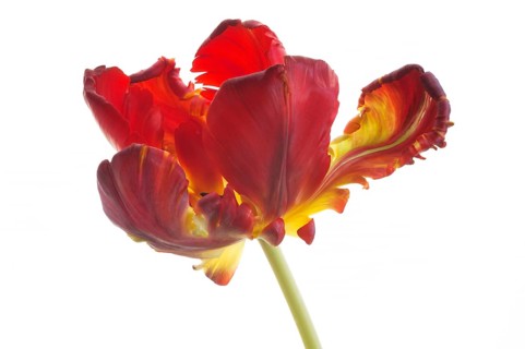 Parrot Tulip (Tulipa)