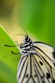 Large Tree Nymph or Paper Kite (Idea leuconoe)