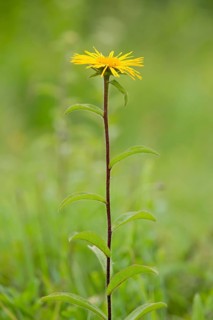 Downy Elecampane (Inula hirta)
