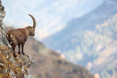 Alpine Ibex (Capra ibex)