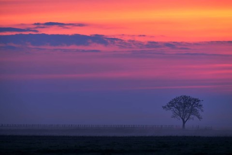 Tree in the fog