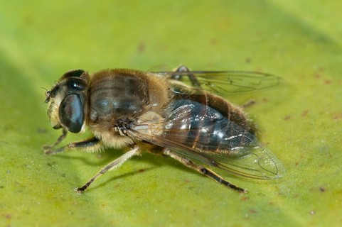 Dronefly (Eristalis tenax)