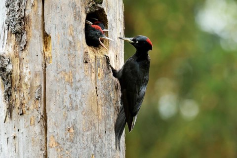 Black Woodpecker (Dryocopus martius) feeding chicks at the nest hole