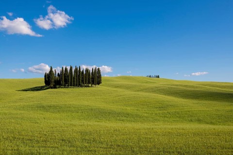 Mediterranean Cypresses (Cupressus sempervirens) and a cornfield