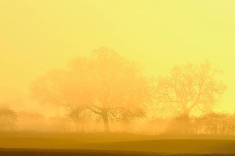 Trees in fog at sunrise