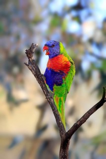 Rainbow Lorikeet (Trichoglossus haematodus)