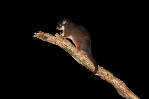 Common ringtail possum (Pseudocheirus viverrinus peregrinus)