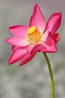 Indian Lotus (Nelumbo nucifera)