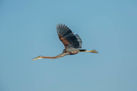 Purple Heron (Ardea purpurea)