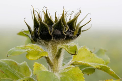 Bud of a Sunflower (Helianthus annuus)