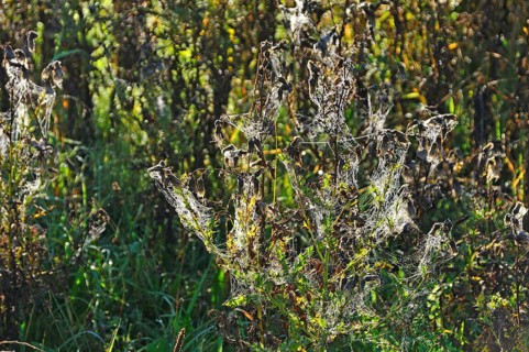 Downy burdock (Arctium tomentosum) with cobwebs in the morning dew