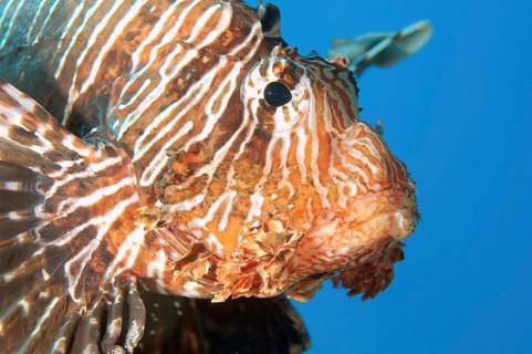 Red Lionfish (Pterois volitans)
