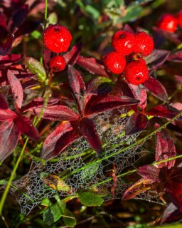 Alpine Bearberry (Arctostaphylos alpinus)