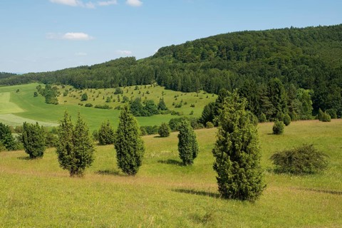 Juniper pastures