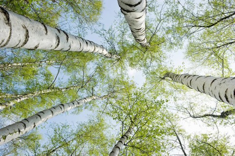 Birch forest in spring