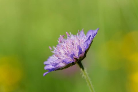 Field Scabious (Knautia arvensis)
