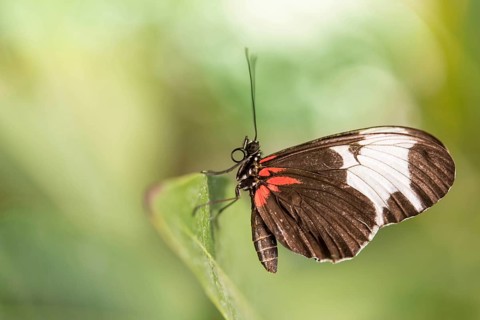 Doris Longwing (Laparus doris)