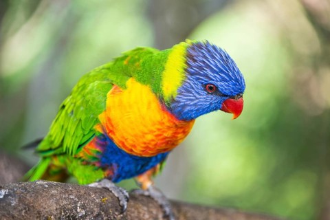 Rainbow Lorikeet (Trichoglossus haematodus)