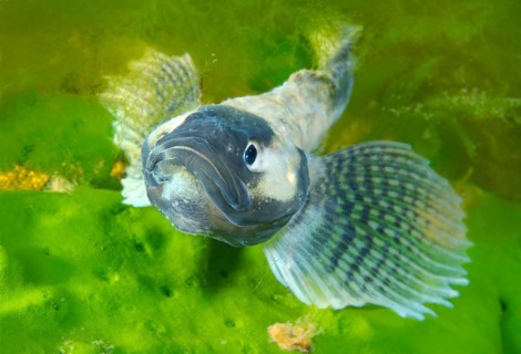 Yellow-fin Baikal Sculpin or Baikal Yellowfin (Cottocomephorus grewingkii)
