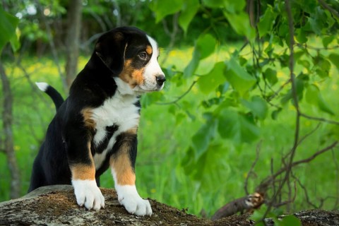 Greater Swiss Mountain Dog