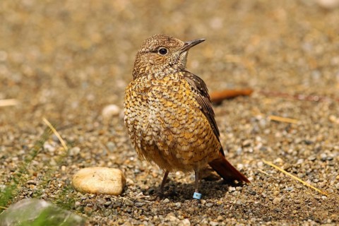 Common Rock Thrush (Monticola saxatilis)