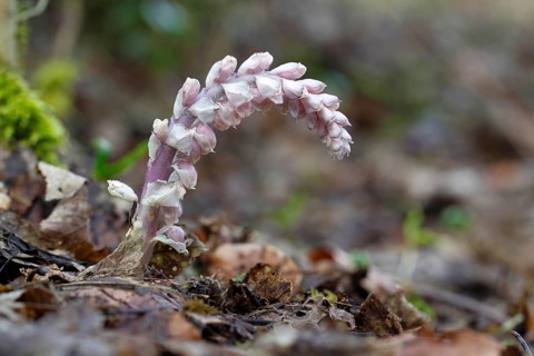 Common Toothwort (Lathraea squamaria)