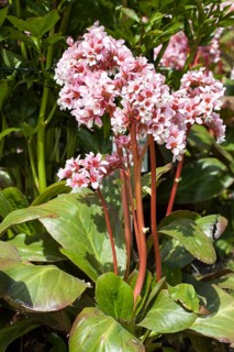 Elephant-eared saxifrage (Bergenia purpurascens)