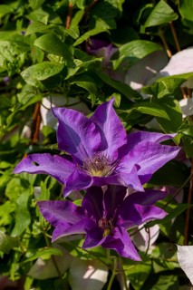 Clematis (Clematis)
