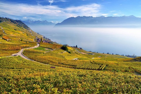 Autumn-coloured vineyards with mist