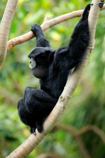 Siamang (Symphalangus syndactylus)