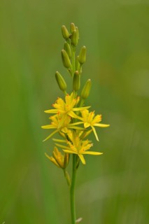 Bog Asphodel (Narthecium ossifragum)