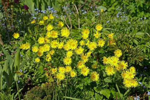 Leopard's Bane (Doronicum orientale)