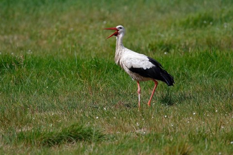 White stork (Ciconia ciconia)